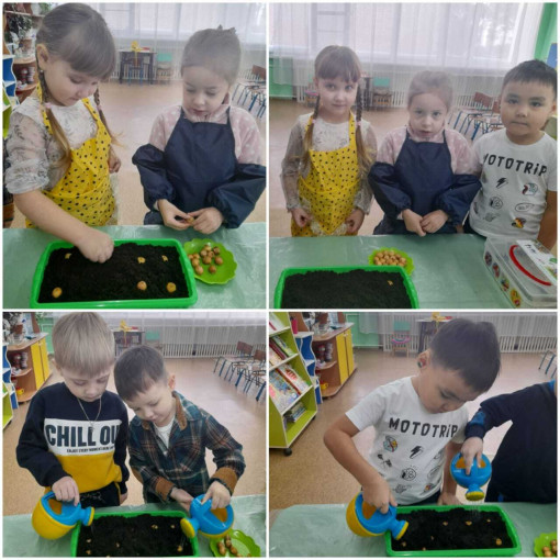 огород на подоконнике. огород на подоконнике.